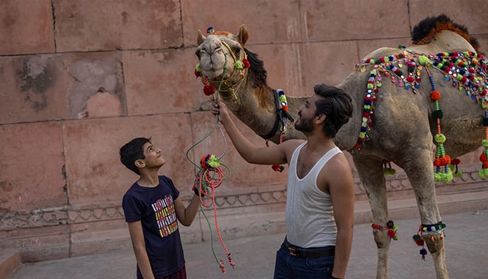 A youngster proudly displays a sacrificial camel, decorated with celebratory garlands, as he parades the animal around the walls of Badshahi Mosque in preparation for the Eid ul Adha holiday in Lahore on June 6, 2025. — Reuters